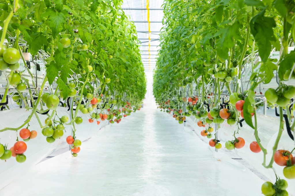 BABA FARMのトマト