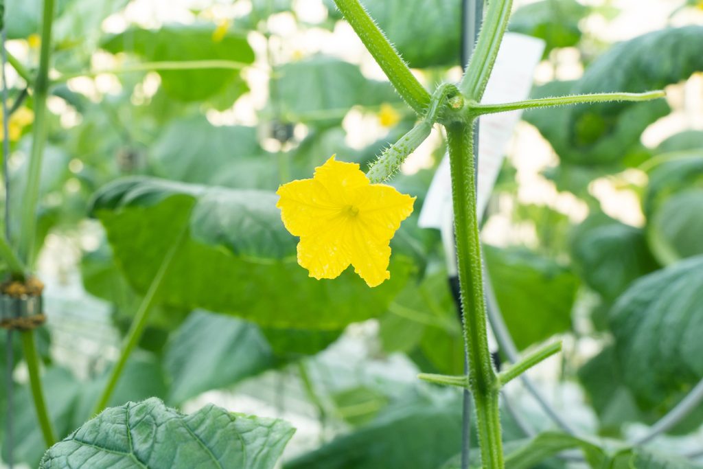 天敵昆虫による持続可能な害虫防除